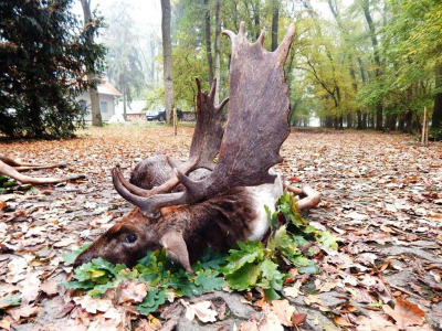 Fallow deer hunt - Hungary