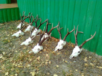 Hunt for Siberian roe deer and moose